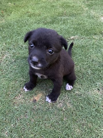 Montblanc - Mixed Breed Dog