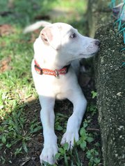 Mimi For Adoption! - Mixed Breed Dog