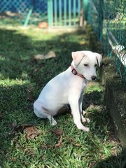 Mimi For Adoption! - Mixed Breed Dog