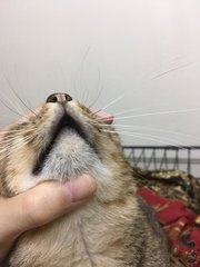 OVERBITE! 