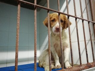 Brittany Spaniel Mixed - Male - Brittany Spaniel Mix Dog