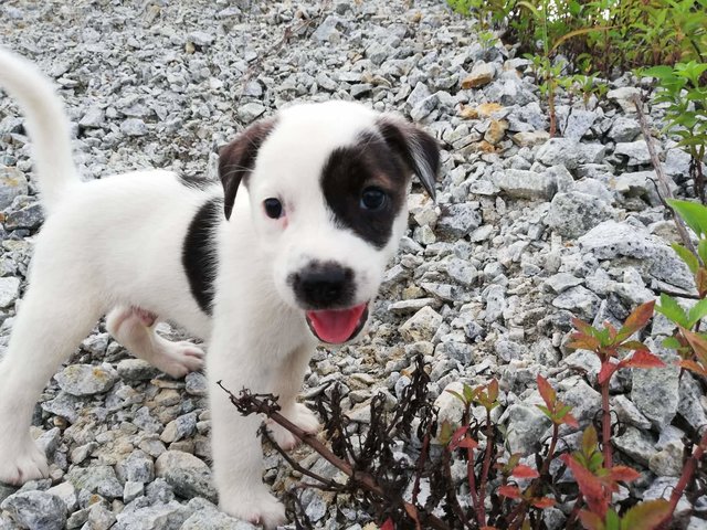 Border Collie Mixed - 2 - Border Collie Mix Dog