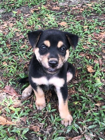 Rottweiler Husky Mix - Rottweiler Mix Dog