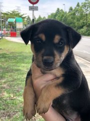 Rottweiler Husky Mix - Rottweiler Mix Dog