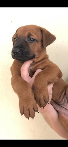 Ridgeback Labrodor Mix - Labrador Retriever Mix Dog