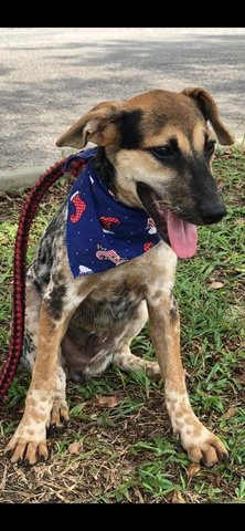 German Shorthair Pointer Mix - German Shorthaired Pointer Mix Dog