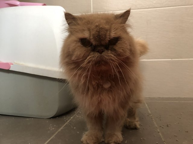 Chester - Persian Cat