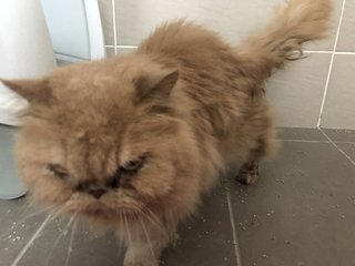 Chester - Persian Cat