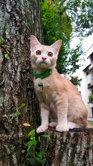 Rio @ &quot;Happy&quot; - Burmese + Domestic Short Hair Cat