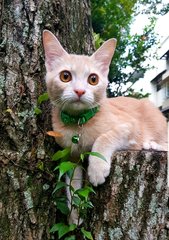 Rio @ &quot;Happy&quot; - Burmese + Domestic Short Hair Cat