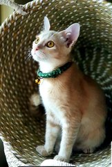 Rio @ &quot;Happy&quot; - Burmese + Domestic Short Hair Cat