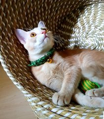 Rio @ &quot;Happy&quot; - Burmese + Domestic Short Hair Cat