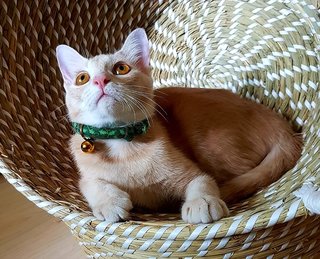 Rio @ &quot;Happy&quot; - Burmese + Domestic Short Hair Cat