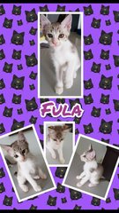 Fula - Domestic Medium Hair Cat