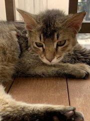 Boy - Domestic Long Hair Cat