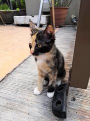 Maya - Calico Cat