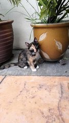 Maya - Calico Cat