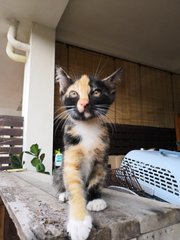 Maya - Calico Cat