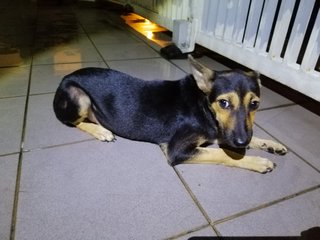 PF93986 - Miniature Pinscher Dog