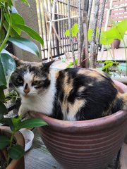 Patchie - Calico Cat