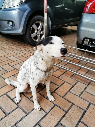 Black Eyes - Dalmatian Mix Dog