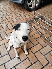 Black Eyes - Dalmatian Mix Dog