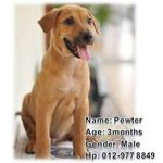 Dexter,colter,booster,pewter - Mixed Breed Dog