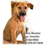 Dexter,colter,booster,pewter - Mixed Breed Dog