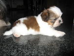 Shih Tzu  - Shih Tzu Dog