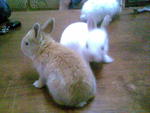 No Name Yet - Angora Rabbit + Holland Lop Rabbit