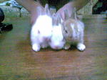 No Name Yet - Angora Rabbit + Holland Lop Rabbit