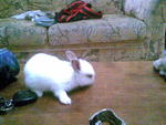 No Name Yet - Angora Rabbit + Holland Lop Rabbit