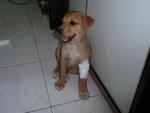 After the vet bandage it...Sandra looks happy