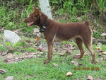 John - Australian Kelpie Mix Dog