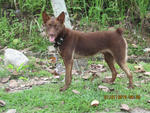 John - Australian Kelpie Mix Dog