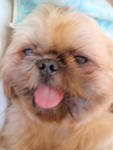 Dou Dou - Shih Tzu + Pekingese Dog