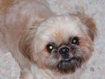 Dou Dou - Shih Tzu + Pekingese Dog