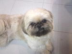 Dou Dou - Shih Tzu + Pekingese Dog