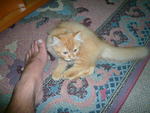 Tama 4 mths old pic