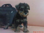 PF9443 - Schnauzer Dog