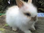 Jan2010 - Angora Rabbit Rabbit