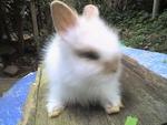 Jan2010 - Angora Rabbit Rabbit