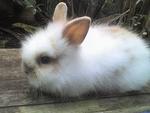 Jan2010 - Angora Rabbit Rabbit