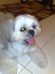 Picky - Shih Tzu Dog