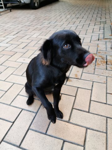 Blacky - Collie Mix Dog