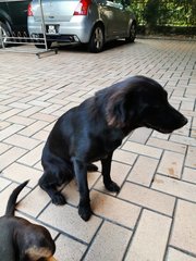 Blacky - Collie Mix Dog