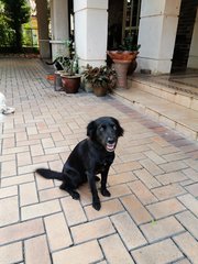 Blacky - Collie Mix Dog