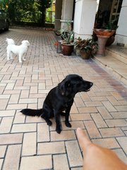 Blacky - Collie Mix Dog