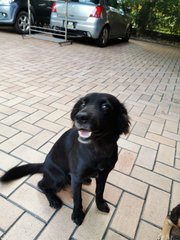 Blacky - Collie Mix Dog