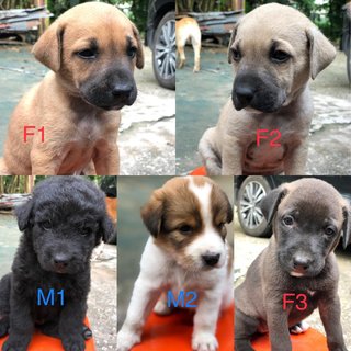 Two Puppies For Adoption - Mixed Breed Dog